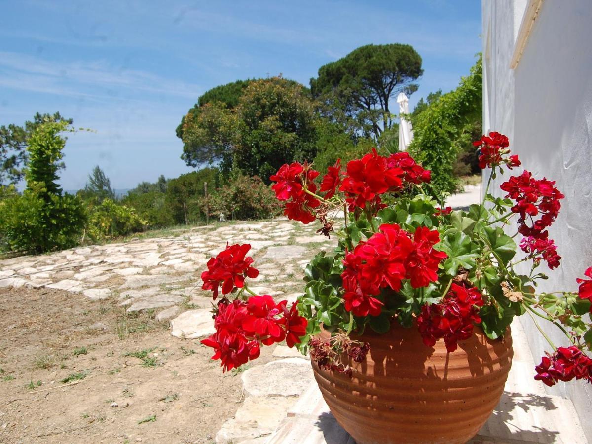 A Perfect Villa With Pool Terrace And Garden Alcobaca Bagian luar foto